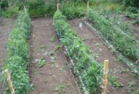 het planten van tomatenzaailingen in open grond