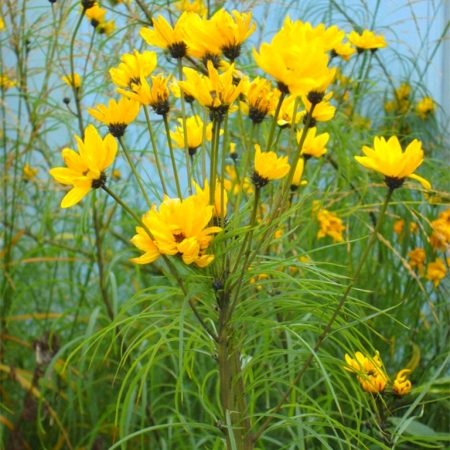 Loosestrife ng mirasol