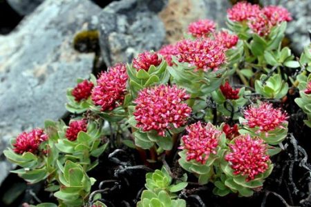 Rhodiola rosea