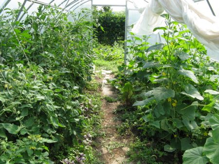 lumalagong sili at pipino sa isang greenhouse