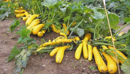 hoe courgette in de volle grond te planten