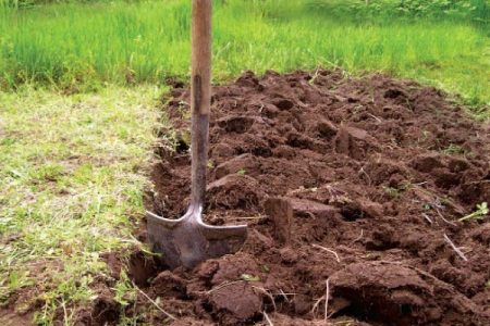 hoe aardappels te planten voor een goede oogst