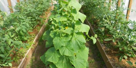 isang greenhouse para sa mga pipino at kamatis