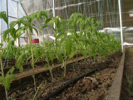 pag-aabono ng mga kamatis sa isang greenhouse