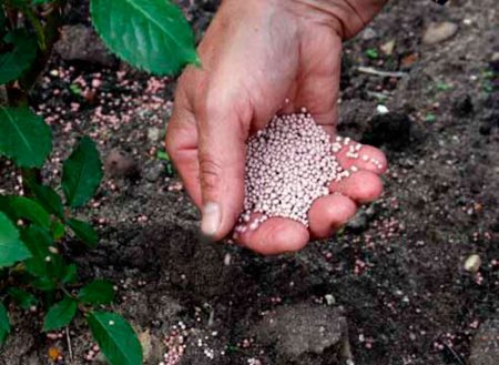 pagpapabunga ng mga kamatis para sa aktibong paglaki