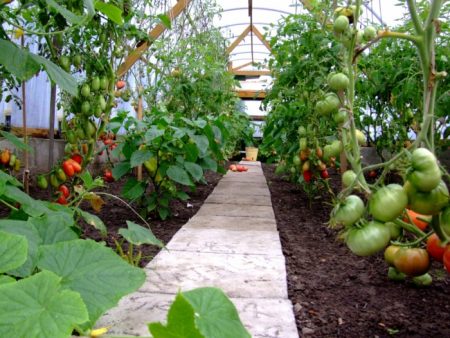 mga kamatis sa greenhouse