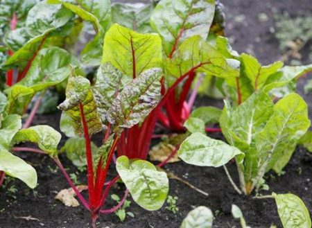 bieten planten met zaden