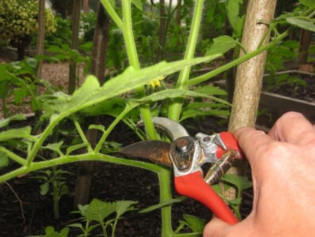 drivhus tomatpleie