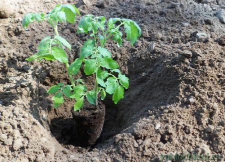 hvordan du kan mate tomatplanter