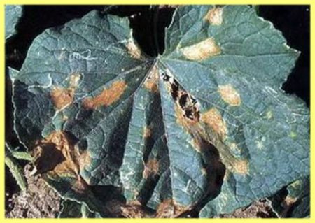 anthracnose