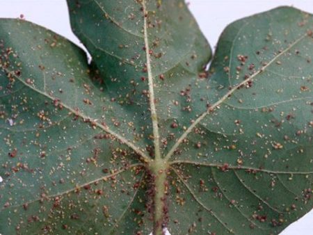 mga gourd aphids