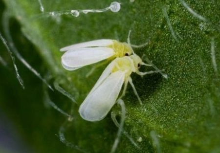 whitefly