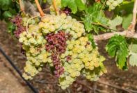 grape diseases photo than to treat