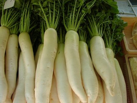 reddik daikon