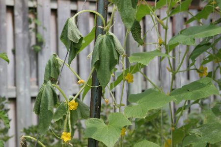 fusarium wilting