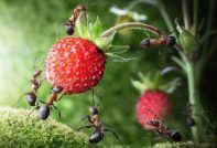 hvordan bli kvitt maur i en sommerhus