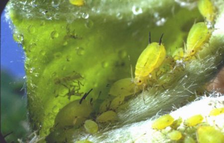 aphid ng repolyo