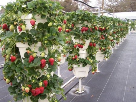 aardbeien in verticale bedden