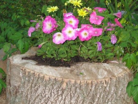 blomsterbed på en stubbe