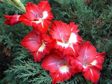 gladiolenbollen opgedroogd wat te doen