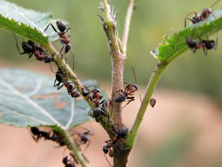 mieren in de bomen