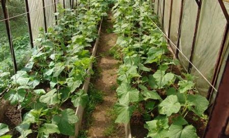 mga pipino sa greenhouse