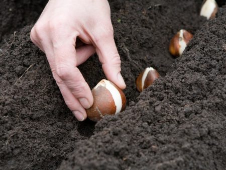 transplantatie lelies