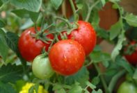 gjødsling av tomater under blomstring og frukting