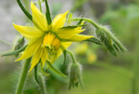 Tomater blomstrer. og ingen eggstokk hva du skal gjøre