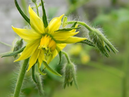 Tomater blomstrer. og ingen eggstokk hva du skal gjøre