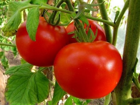 kamatis para sa mga greenhouse