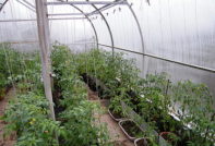 mga kamatis sa isang polycarbonate greenhouse