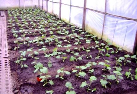 mga pipino na punla sa isang greenhouse