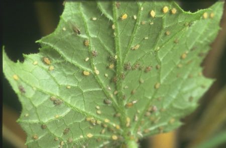 aphids