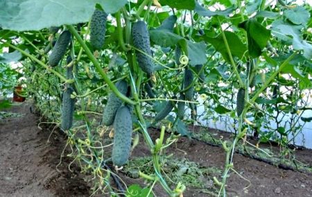 pag-aalaga ng pipino sa greenhouse