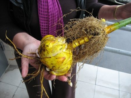 bollen graven