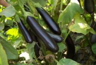 voksende aubergine i et polykarbonatdrivhus