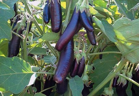 aubergineziekten en hun behandeling