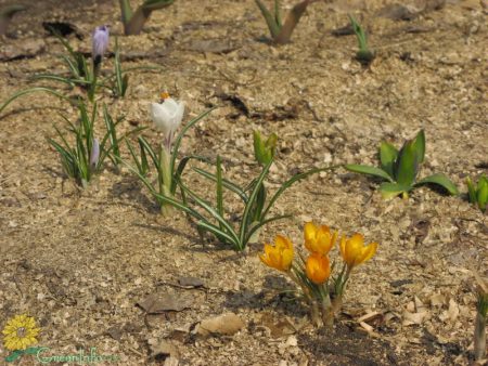 grave krokus etter blomstring