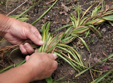 kung kailan maghukay ng hyacinth