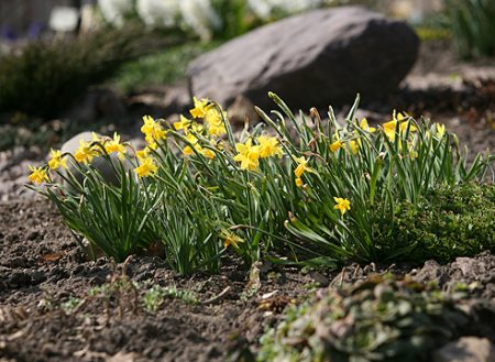 wanneer narcissen worden gegraven