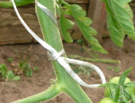 tamang pag-aalaga ng mga kamatis sa greenhouse