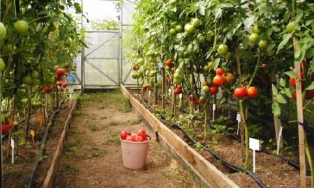 mga sakit sa kamatis sa greenhouse