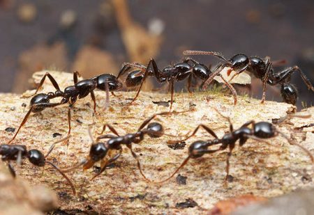 kung paano mapupuksa ang mga ants