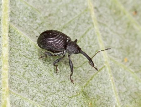 raspberry weevil