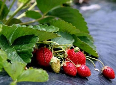 het planten van aardbeien onder afdekmateriaal