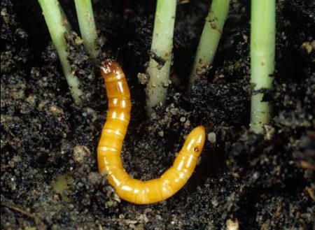 wireworm