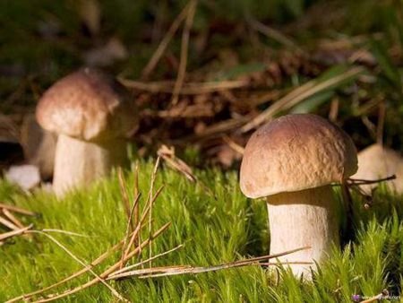 waar paddestoelen plukken in de regio Moskou