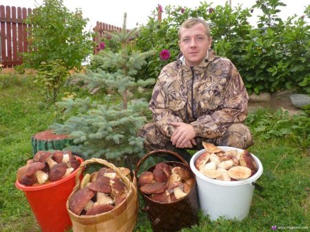 waar paddestoelen plukken paddestoel plukkers verhalen