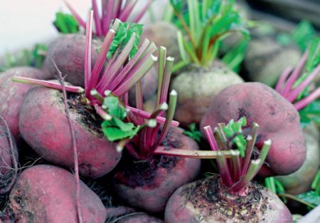 mga petsa para sa koleksyon ng mga beets sa mga suburb